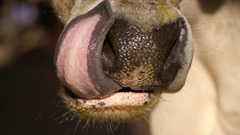 Lumpy Diseas: लम्पी आजारामुळे मृत्यू झालेल्या गोवंश पशू मालकांना मिळणार नुकसान भरपाई, राज्य सरकारचा निर्णय