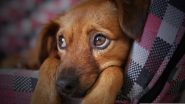 Dog Meat: बंगळुरूमध्ये मटण म्हणून विकले जाते कुत्र्याचे मांस? हिंदू कार्यकर्त्यांचा दावा, रेल्वे स्थानकावर निर्माण झाली तणावाची परिस्थिती (Video)