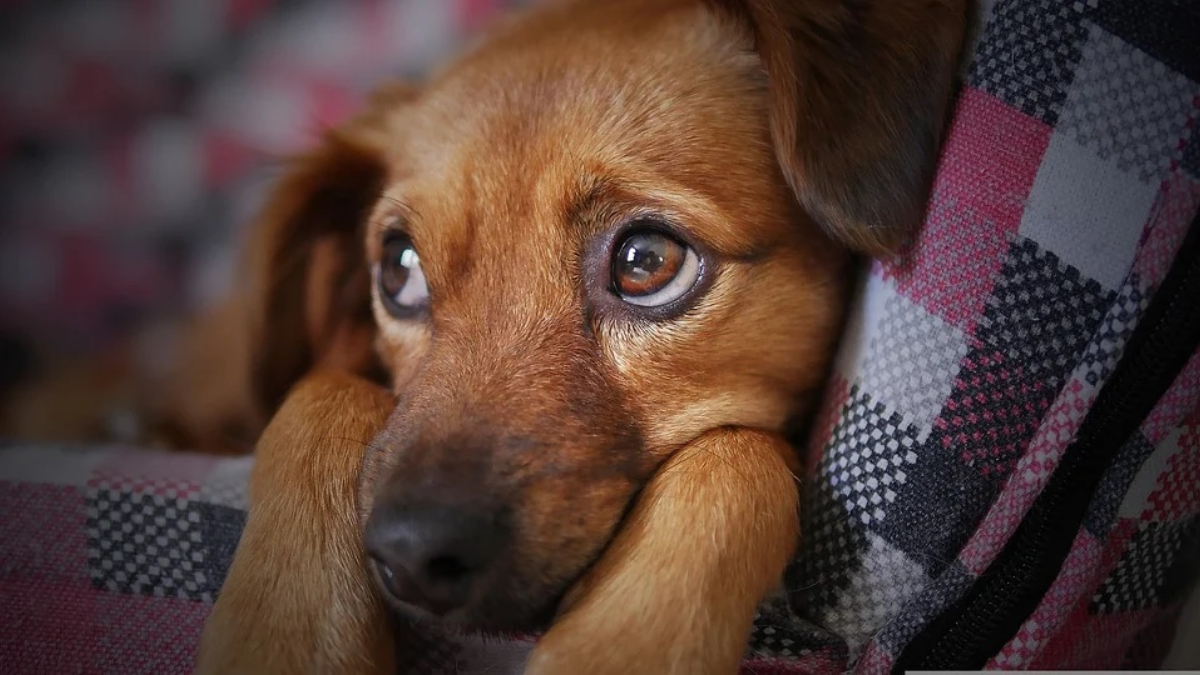 Pet Dog Birthday Celebration: मेरठमध्ये पाळीव कुत्रा अॅलेक्सच्या वाढदिवसाला मालकाने कापला 11 किलोचा केक; कार्यक्रमाला 300 पाहुण्यांची उपस्थिती, रिटर्न गिफ्ट म्हणून दिला फ्रीज