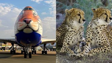 Namibia ते India 16 तासांच्या प्रवासाने 8 चित्ते भारतात येणार; कस्टमाईज्ड B747 Jumbo Jet सज्ज