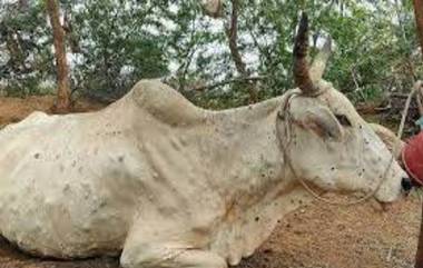 Lumpy Skin Disease बाबत समाजमाध्यमांतून अफवा पसरवल्यास संबंधितांवर कठोर कारवाई करण्याचे पशुसंवर्धन आयुक्तांचे निर्देश