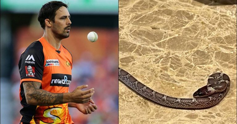 Snake in Mitchell Johnson Room: ऑस्ट्रेलियाचा माजी वेगवान गोलंदाज मिचेल जॉन्सनच्या हॉटेलच्या रुममध्ये निघाला साप, शेअर केला फोटो