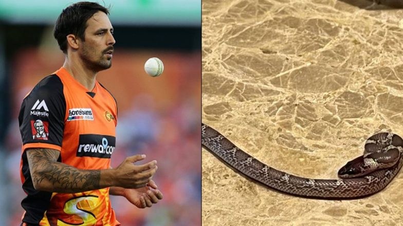 Snake in Mitchell Johnson Room: ऑस्ट्रेलियाचा माजी वेगवान गोलंदाज मिचेल जॉन्सनच्या हॉटेलच्या रुममध्ये निघाला साप, शेअर केला फोटो