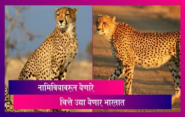 Cheetah in India: Namibia वरून येणारे चित्ते उद्या KUNO National Park मध्ये होणार दाखल