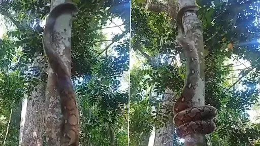Viral Video: वेगाने झाडावर चढण्यासाठी भल्यामोठ्या अजगराने लढवली अनोखी शक्कल, व्हिडीओ पाहून व्हाल चकित