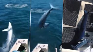 Watch Shocking Moment: फिशिंग करताना अचानक भल्यामोठ्या Shark ने जहाजावर मारली उडी, जाणून घ्या काय घडले पुढे (Viral Video)