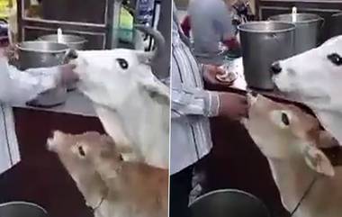 Viral Video: गाईने मारला पाणीपुरीवर ताव, सोशल मिडीयावर फूडी काऊ व्हायरल