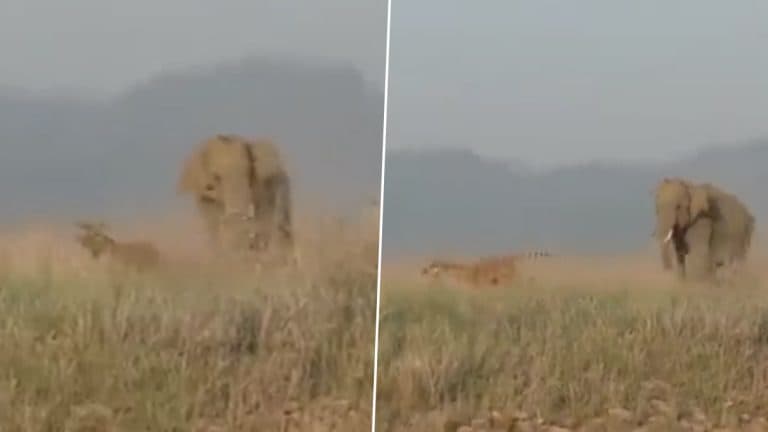 Elephant vs Tiger: बलाढ्य हत्तीसमोर जेव्हा वाघ डरकाळी फोडतो पण ... पहा जंगलात दहशत कुणाची?  (Watch video)