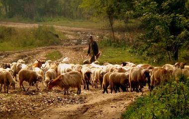 Maharashtra Shepherd: महाराष्ट्रातील मेंढपाळांची वन कायद्याचा वसाहतिक हँगओव्हर रद्द करण्याच्या मागणीसाठी पोस्टकार्ड मोहीम सुरू