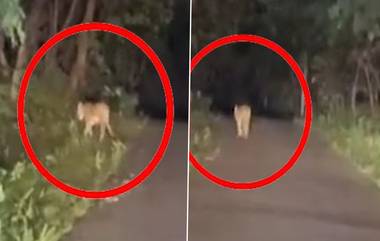 Tiger Viral Video: वर्धेत भररस्त्यावर जंगल सफारीचा थरार, रोडवर पट्टेदार वाघाचा मुक्तसंचार