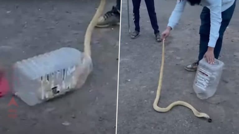 White Cobra Viral Video: पुण्यातील भोरमध्ये आढळला पांढरा नाग; वनविभागाच्या सर्पमित्रांनी केलं सापाचं रेस्क्यू, पहा व्हिडिओ