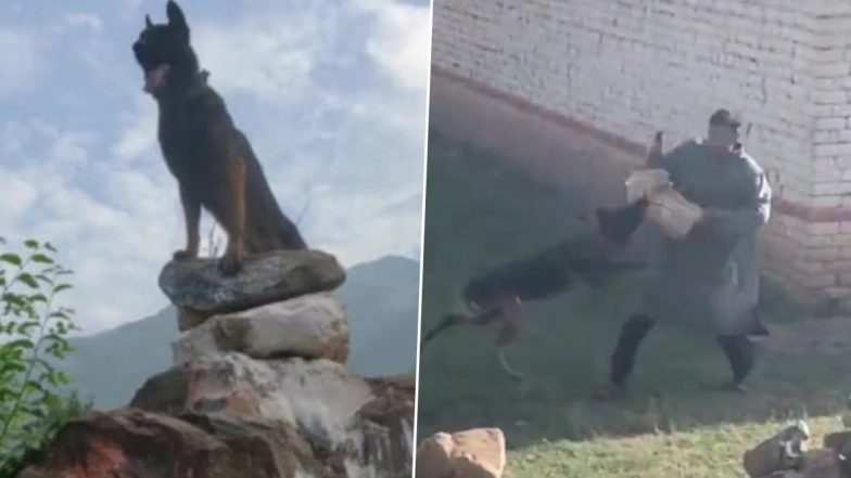 Army Dog Zoom Dies: आर्मी डॉग झूमचा मृत्यू; जम्मू काश्मीर ऑपरेशनदरम्यान गोळ्या लागल्यानंतरही दिला होता दहशतवाद्यांशी लढला