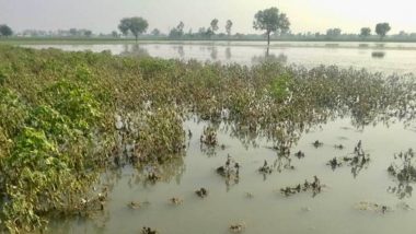 Wet Drought: महाराष्ट्रात ‘ओला दुष्काळ’ जाहीर करण्याची मागणी; उद्या सोशल मीडियावर शेतकऱ्यांसाठी चालवण्यात येणार ट्रेंड