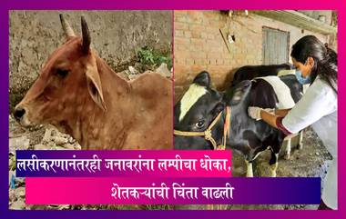 Lumpy Outbreak In Maharashtra: राज्यभरात लम्पीचा हाहाकार! हजारो गुरांना लम्पीची लागण