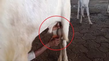 Male Goats Giving Milk Video: बोकड देतोय दूध, मध्य प्रदेशातील बुऱ्हानपुर जिल्ह्यातील फर्ममधील घटना (पाहा व्हिडिओ)