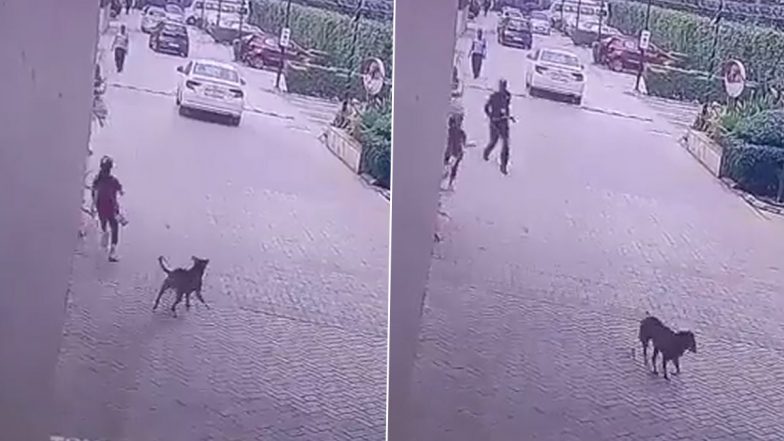 Dog Attack Continues in Noida: नोएडात भटक्या कुत्र्यांची दहशत कायम, गोल्डन पाम्प सोसायटीत मुलीवर हल्ला (Watch Video)