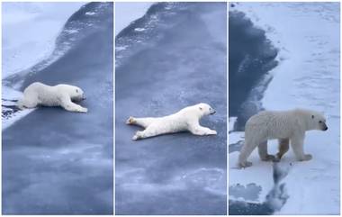 Polar Bear Viral Video: बर्फावरुन सरपटणाऱ्या चतूर ध्रुवीय अस्वलाचा व्हिडिओ व्हायरल, अनेकांना मिळाला जीवनाचा धडा