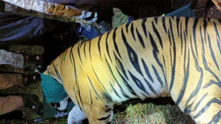 CT-1 वाघ  वन विभागाकडून जेरबंद; 13 जणांवर केला होता हल्ला