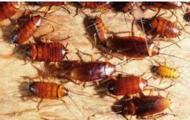 One Lakh Cockroaches in House: महिलेने घरात पाळले 1 लाखांहून अधिक झुरळे! पुढं काय झालं? वाचा