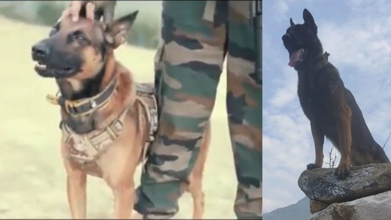 श्रीनगर मध्ये दहशतवाद्यांशी लढताना 2 गोळ्या लागलेल्या Army Dog Zoom वर शस्त्रक्रिया; पुढील 24-48 तास क्रिटिकल