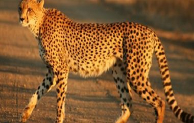 Namibia तून आणलेली आशा नावाची Cheetah गर्भवती राहण्याची शक्यता, Kuno National Park मध्ये आनंदाचे वातावरण