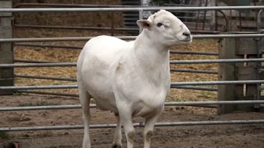 Elite sheep: अबब! तब्बल 2 कोटी रुपयांना विकली गेली मेंढी, महागडी मेंढी म्हणून रचला नवीन विक्रम, पाहा काय आहे खास