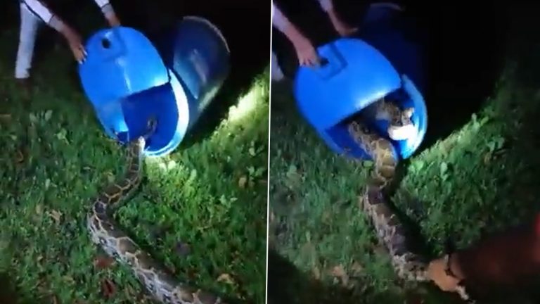 Python Found in Thane: मलंगगड भागात गेल्या चार दिवसांत आढळले 3 अजगर; पहा व्हिडिओ