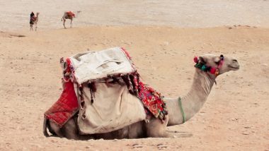 Camel Flu Infection in Qatar: कतारमध्ये कोविडपेक्षाही घातक व्हायरसची भीती! फिफा विश्वचषक 2022 चाहत्यांना 'कॅमल फ्लू' संसर्गाचा धोका