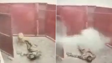 Pakistan-Afghanistan Border Clash: अफगाणी नागरिकाकडून पाकिस्तानी सैनिकावर गोळीबार, पहा अंगावर काटा आणणारा व्हिडीओ