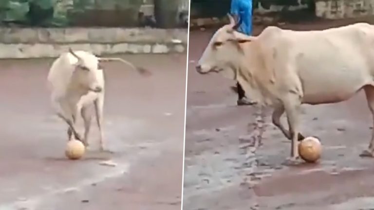 Viral Video: काय सांगता, गायीने खेळला चक्क मुलांसोबत फुटबॉल; व्हायरल व्हिडिओ पाहून तुम्हीही म्हणालं कमाल आहे, Watch