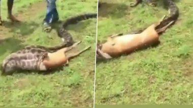 अविश्वसनीय! Burmese Python ने अवघ्या काही सेकंदात गिळलं अख्ख  हरीण! Viral Video करेल थक्क