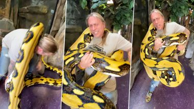 Viral Video: 20 फुटांचा साप हाताळणे म्हणजे केकचा तुकडा पकडणे नव्हे! स्नेक हॅंडलरची अजगर पकडताना दमछाक, पहा व्हिडीओ