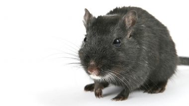 Rats Ate Marijuana: उंदरांनी मारला गांजा! 500 किलो गांजा उंदरांनी फस्त केल्याचा पोलिसांचा अजब दावा