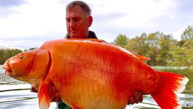 यूके येथील मच्छिमाराने पकडली 67 पौंड वजनाची  जगातील सर्वात मोठी Goldfish, पाहा फोटो