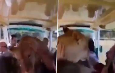 Viral Video: जंगल सफारीचा प्लॉन करताय, सावधान! सफारी दरम्यान सिंहची थेट सफारी व्हॅनवर उडी; पहा अंगावर काटा आणणारा व्हिडीओ