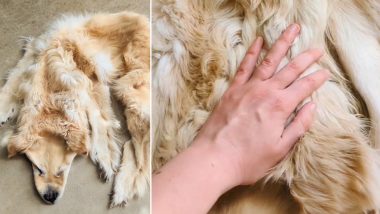 Viral Video: पाळीव कुत्र्याच्या मृत्यूनंतर कुटुंबाने केलं असं काही, व्हिडिओ पाहून पाणावतील डोळे