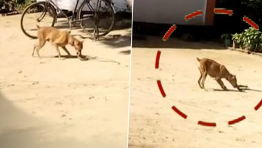 Viral Video: कुत्र्याच्या निष्ठेचा व्हिडिओ सोशल मीडियावर व्हायरल; 7 फुटांच्या विषारी सापाशी 30 मिनिटांच्या लढाईनंतर कुत्र्याने वाचवला मालकाचा जीव