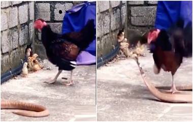 Mother Hen Fight With Snake Viral Video: कोंबडीने ठेचला नागाचा फणा, पिल्लांना वाचविण्यासाठी आईचा रुद्रावतार, पाहा व्हिडिओ