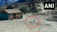 Watch Video: भारतीय सैन्याकडून दहशतवादविरोधी कारवायांसाठी प्राणघातक कुत्र्यांचा वापर