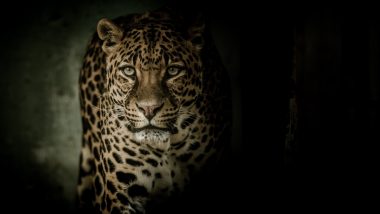 Leopard Attacks Thane: ठाण्यातील कल्याण परिसरात 3 नागरिकांवर बिबट्याचा हल्ला, परिसरात घबराट (Viral Video)