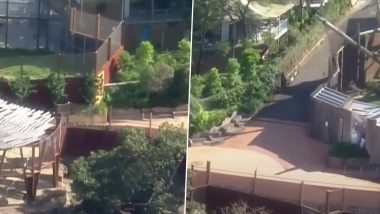 Viral Video: Sydney च्या Taronga Zoo मधून सिंह आणि 4 बछड्यांच्या पलायनाने आजुबाजूच्या भागात खळबळ
