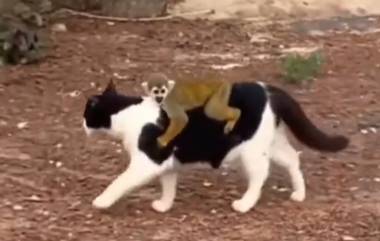 Monkey Ride On Cat's Back Video: मांजराच्या पाठीवर माकड स्वार, निसर्गाच्या दुनीयेतील अनोखी सफर; पाहा व्हायरल व्हिडिओ