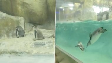 Birth of Three Penguins: मुंबईतील राणीच्या बागेत तीन पेंग्विनचा जन्म, मुंबईकरांची बेबी पेंग्विन बघण्यासाठी गर्दी; पहा व्हिडीओ