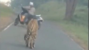 Chandrapur Viral Video: रस्त्यावर दिसला वाघ, दुचाकीस्वाराची भीतीने उडाली गाळण; चंद्रपूर येथील घटना