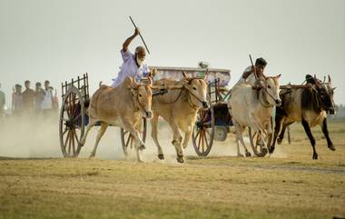 Bullock Cart Race: राज्यातील बैलगाडा शर्यतीप्रकरणी आज सर्वोच्च न्यायालयात सुनावणी, काय होणार अंतीम फैसला?