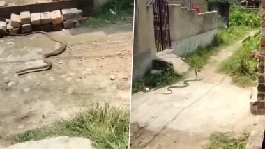Viral Video: चप्पल चोर साप? थेट तोंडात चप्पल धरुन पळाला नागराज; पहा व्हिडीओ