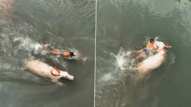 Viral Video: बैलासोबत नदीत पोहण्याची तरूणाची स्पर्धा; व्हिडिओ वायरल (Watch Video)