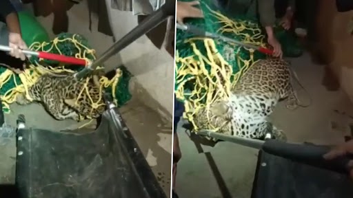 Leopard Caught in Nashik: नाशिक मध्ये बिबट्या सापडला जाळ्यात ( Watch Video)