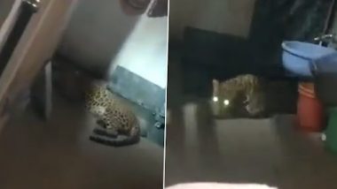 Leopard in Nashik: नाशिक मध्ये घरात आढळला बिबट्या (Watch Video)
