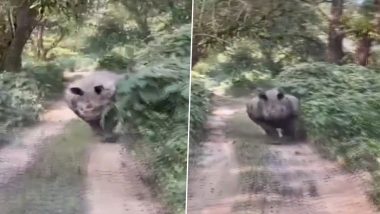 Rhinoceros Chases Tourist Vehicle in Assam: आसामच्या Manas National Park मध्ये गेंड्यांनी केला पर्यटकांच्या वाहनाचा पाठलाग; Watch Viral Video